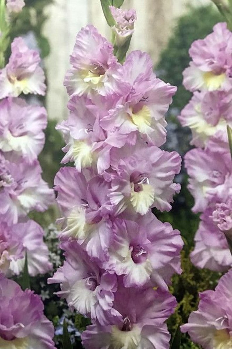 10 Gladiolus Flower Bulbs-Spectacular Rainbow Mix(Pack of 10 Lrg Bulbs)Zone 3-10