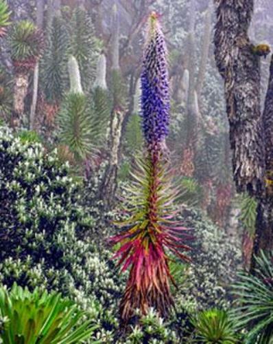 Lobelia wollastonii | Giant Lobelia | 20 Seeds