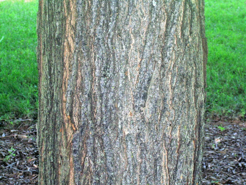 20 LEGACY SUGAR MAPLE SEEDS – Acer saccharum ” legacy “
