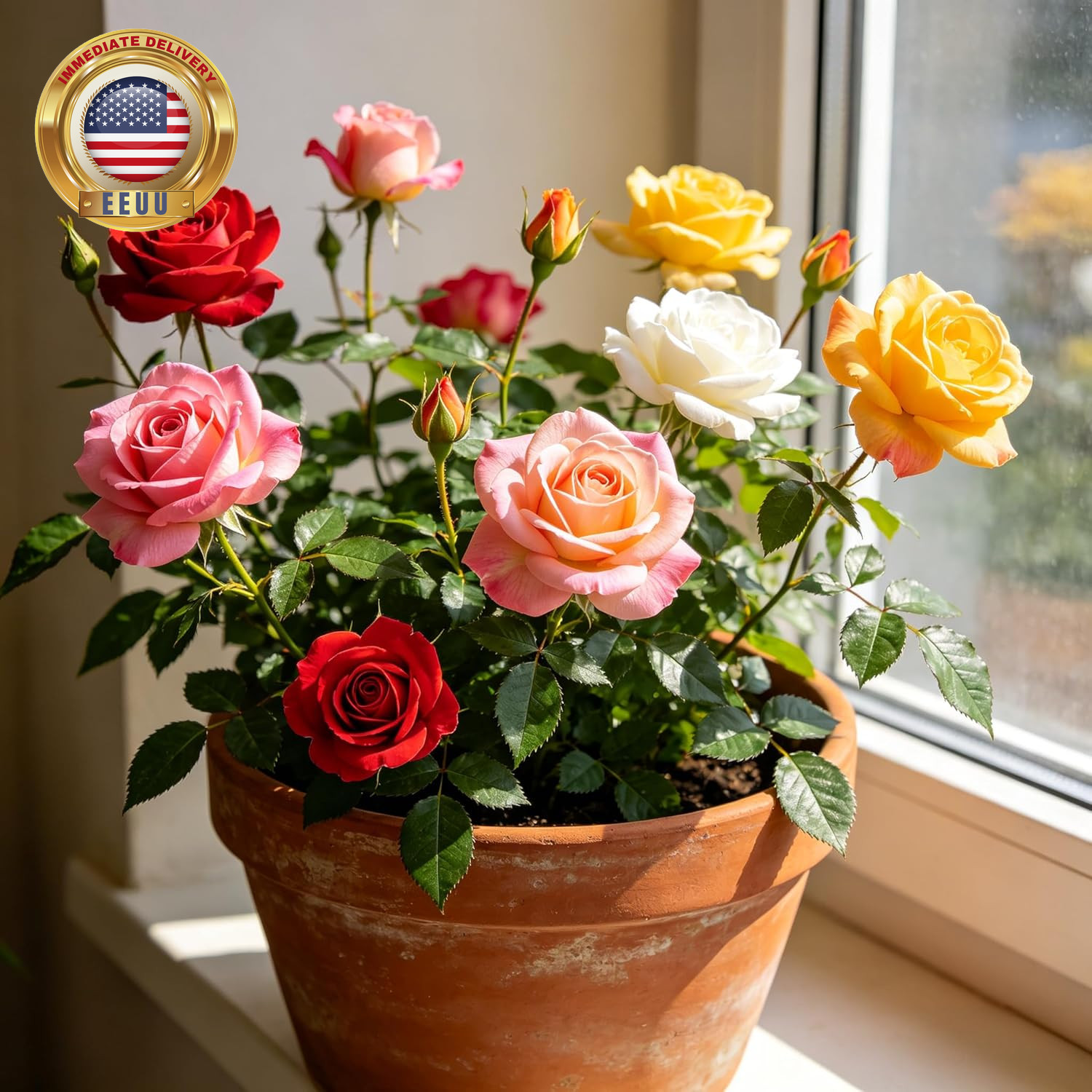 Carpetc 300+ Mixed Rose Seeds for Planting, Fragrant Perennial Shrub, Rosa Flowe