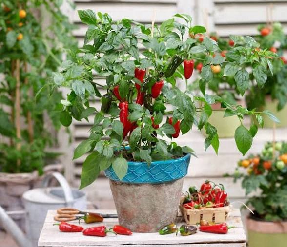 🍀Early Jalapeno Pepper Seeds 25+ Hot Spicy Salsa Garden Heirloom Non-GMO 🇺🇸
