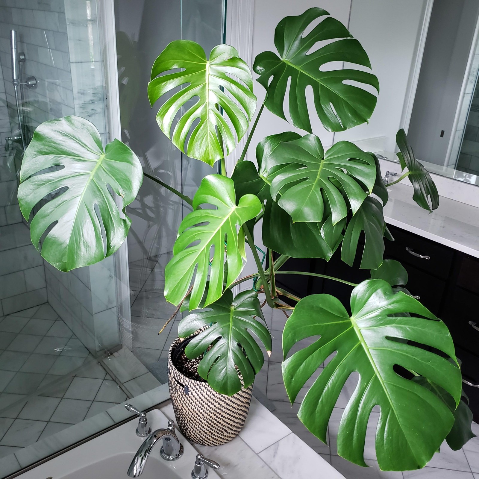 70pcs Variegated Monstera Seeds – Green & White Tropical Foliage Plant Seeds …