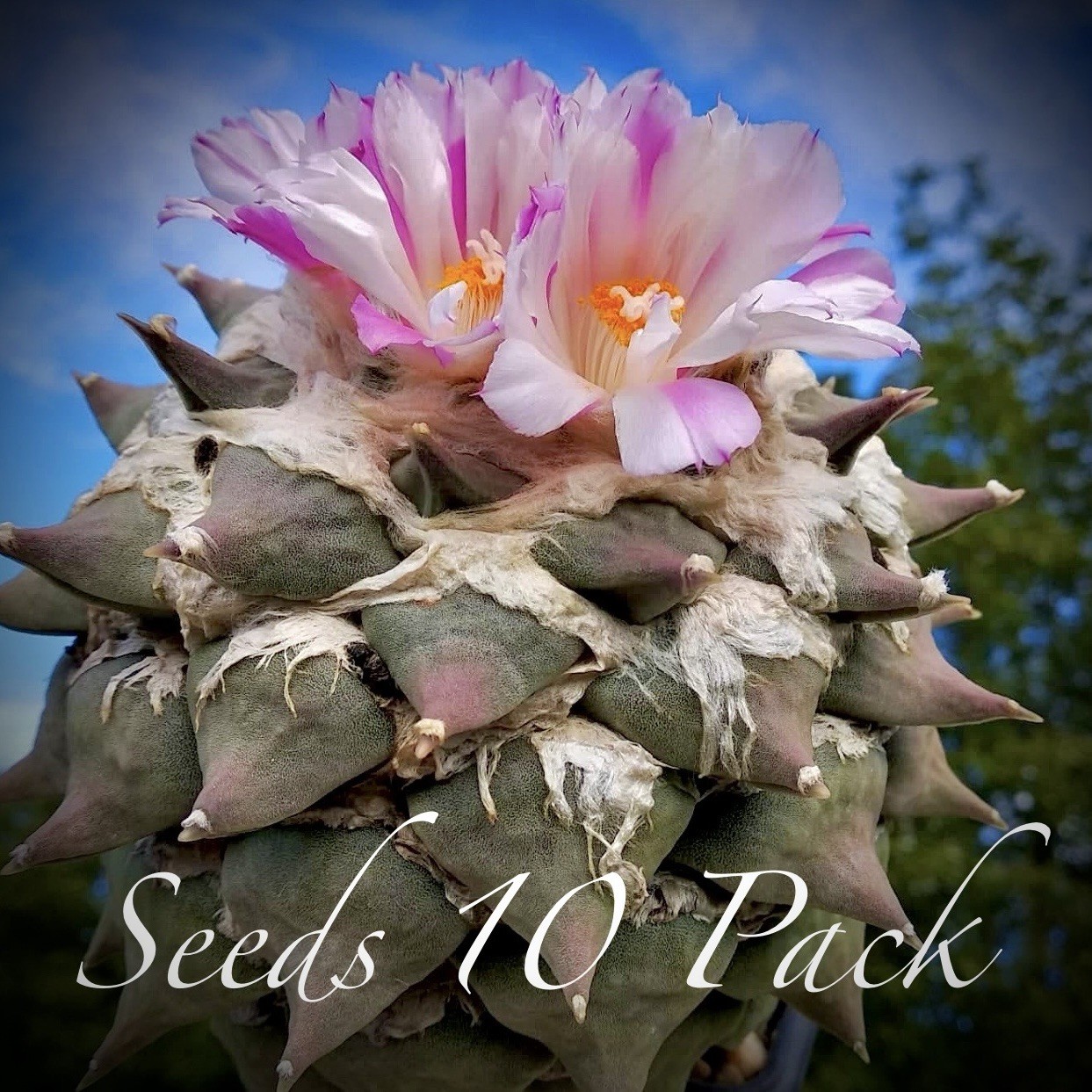 (10) Pack SEEDS Ariocarpus Retusus Coahuila US SELLER