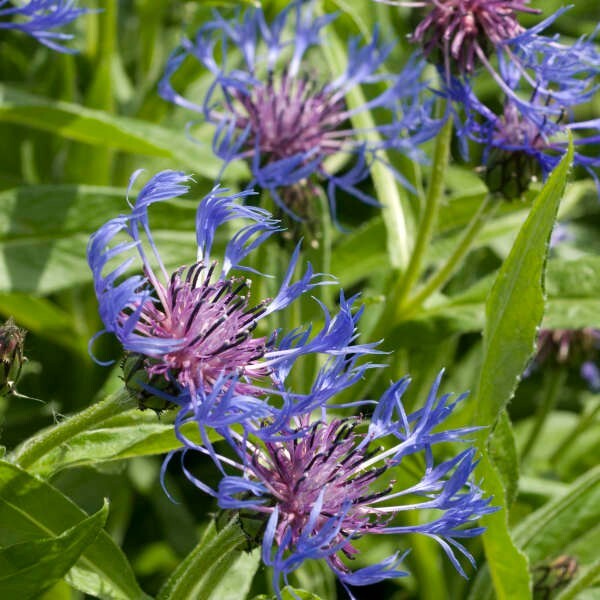 20 MOUNTAIN BLUE CORNFLOWER SEEDS PERENNIAL Centaurea montana Cold Hardy Plant