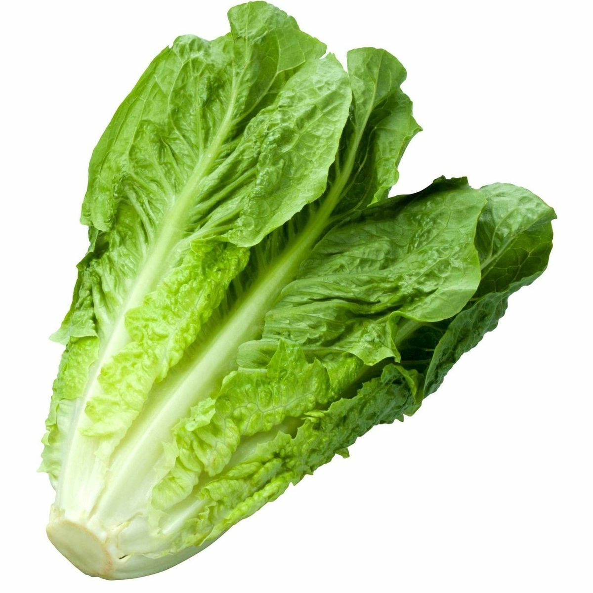 1200+ Parris Island Romaine Lettuce Seeds | Non-GMO Lettuce Seeds