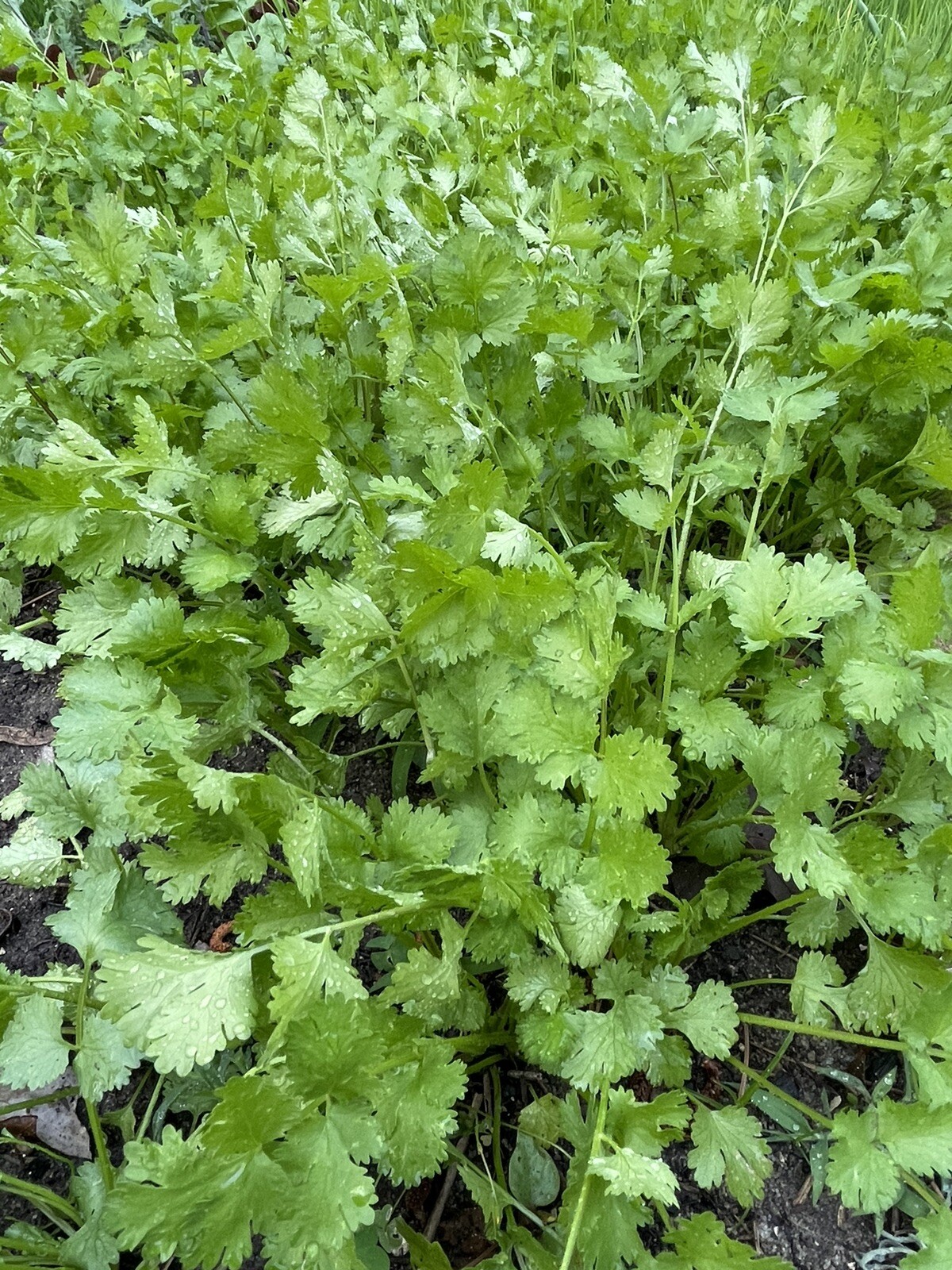 600 Cilantro Seeds fresh 2024 summer 芫荽、香菜、胡荽、香荽