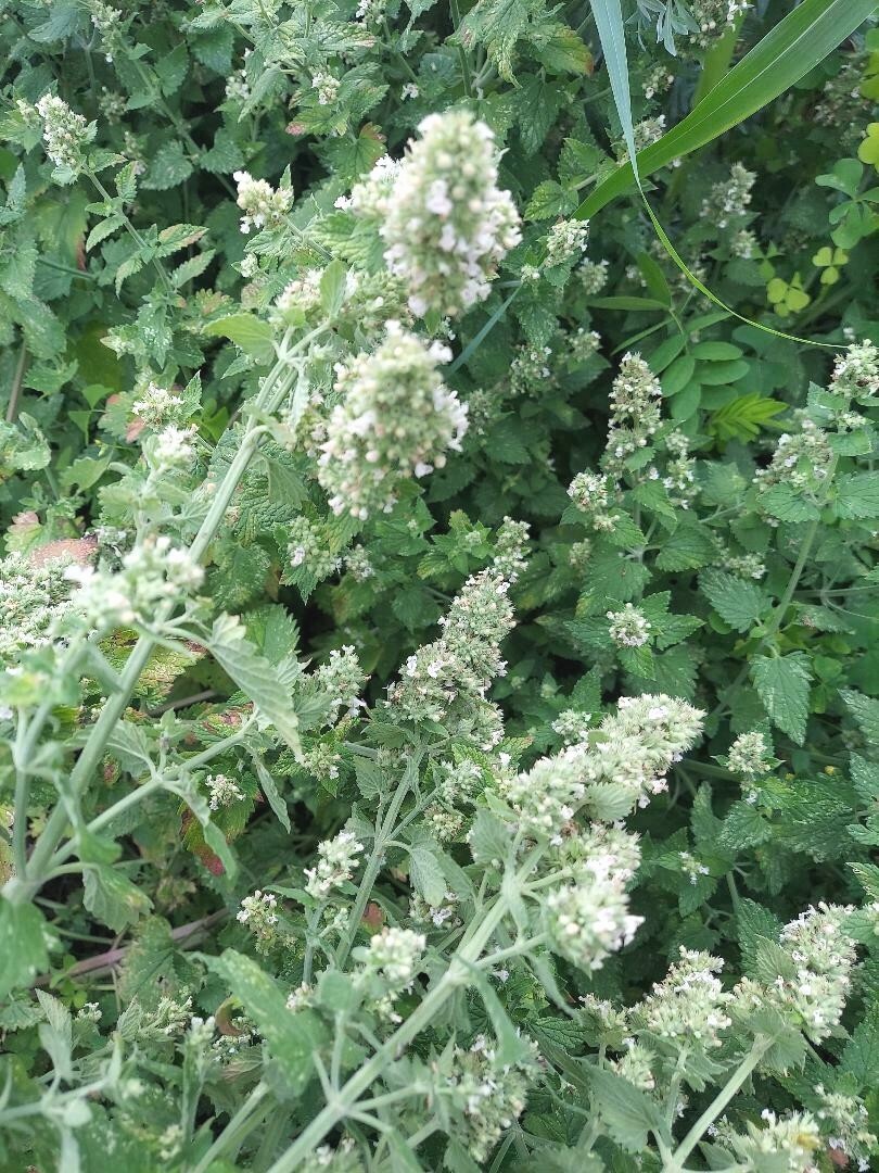 Catnip (Nepeta cataria), organically grown seeds, Qty 100