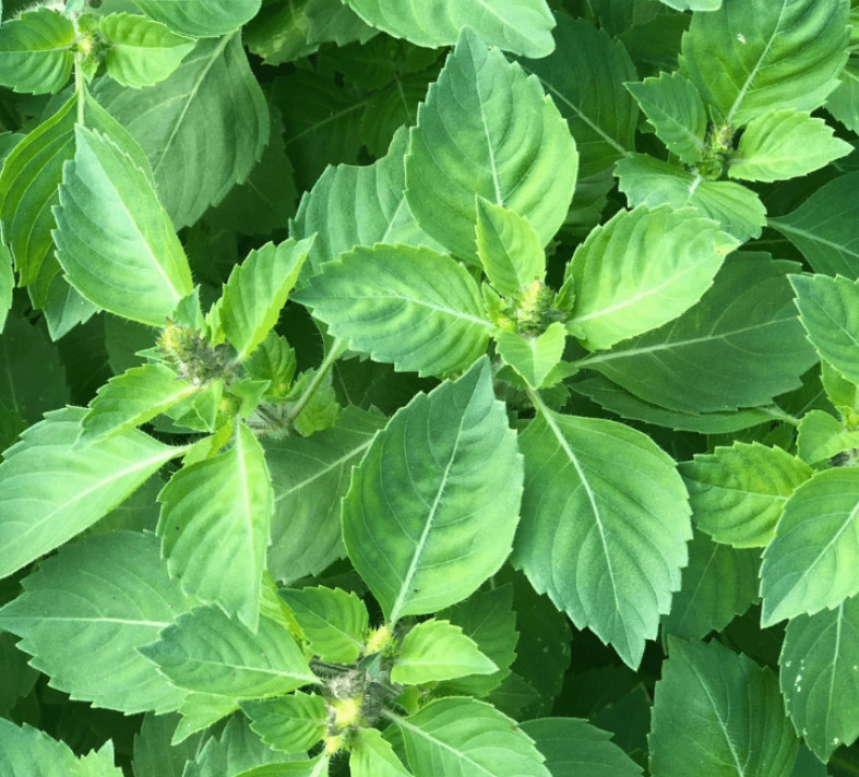 Basil HOLY BASIL Anise Ayurvedic Medicine & Tea Hindu Tulsi Non-GMO 200+ Seeds!