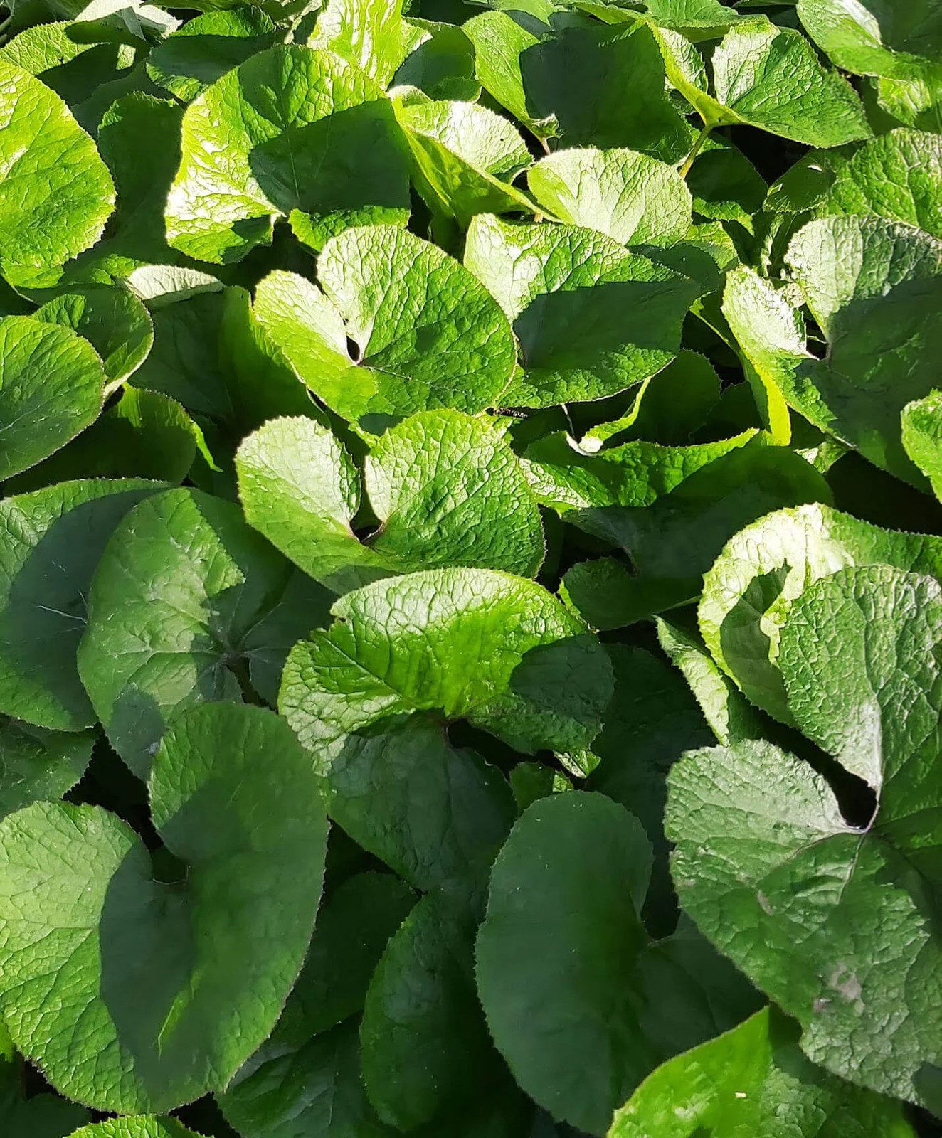 Wild Ginger – 5 Root Divisions