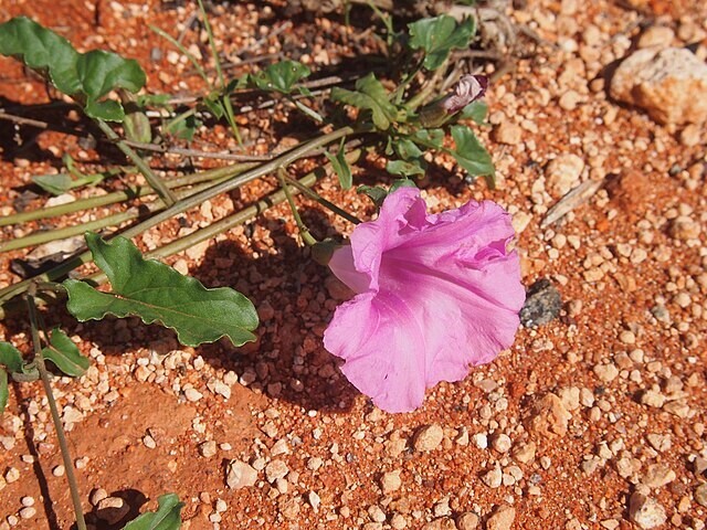 Ipomoea muelleri | Poison Morning Glory | 10 Seeds