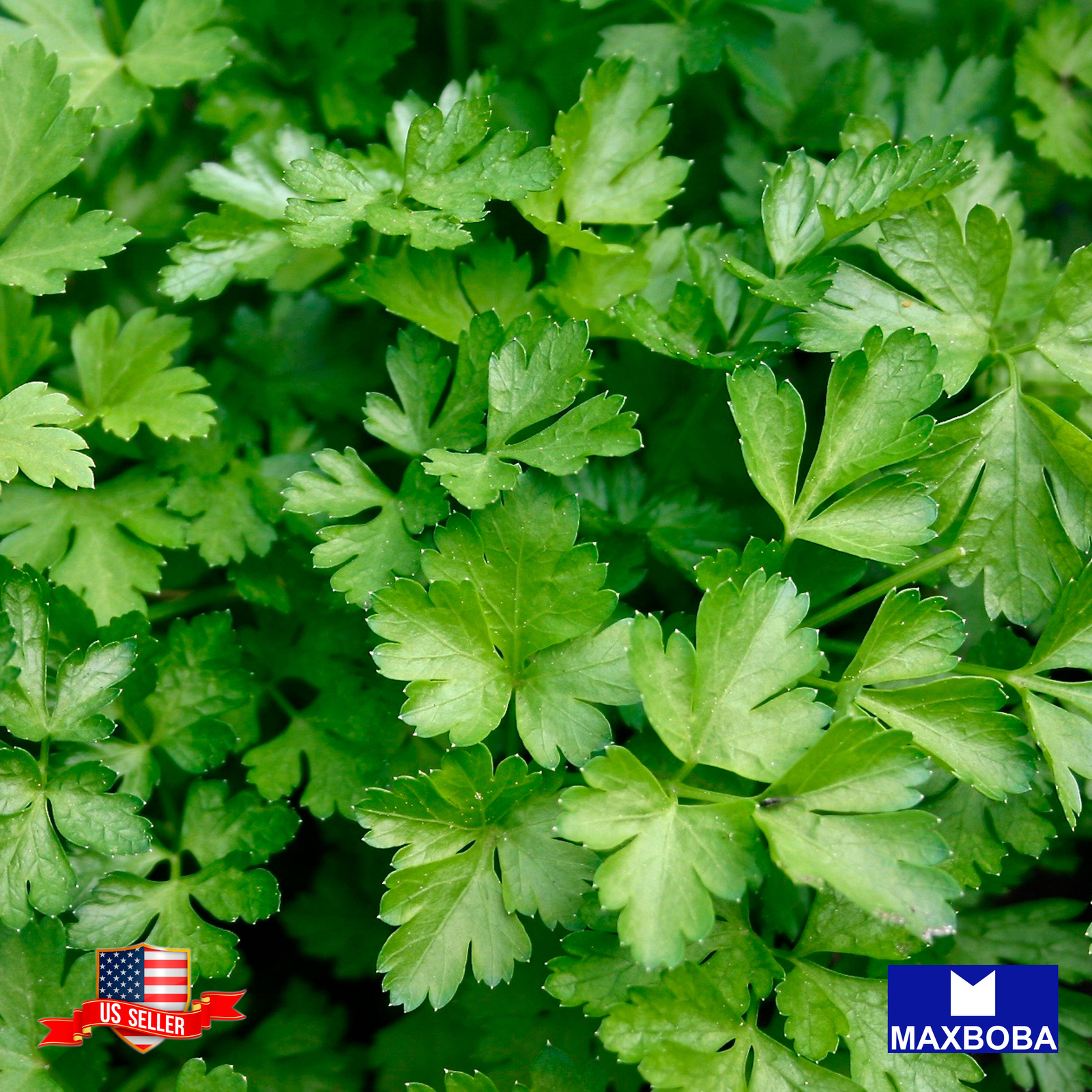 Cilantro Herb Seeds – Slow Bolt Non-GMO Heirloom Garden