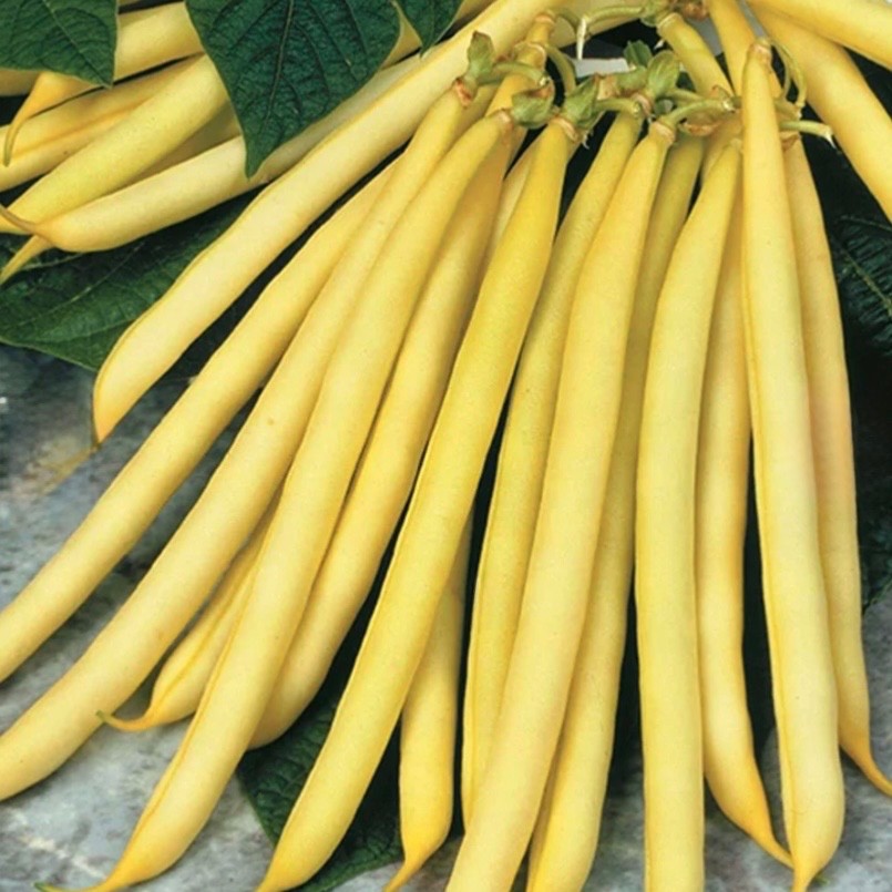 Cherokee Yellow Wax Bush Bean – Fresh Seeds – Garden Heirloom/NonGMO, USA 🇺🇸