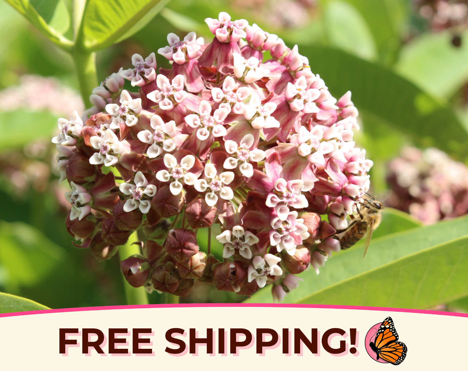 425+ Common Milkweed Seeds (Asclepias Syriaca) Native Monarch Butterfly Flower