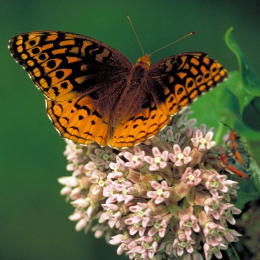 Common Milkweed Seeds (Asclepias syriaca) ~Native Wildflower Pollinator Garden