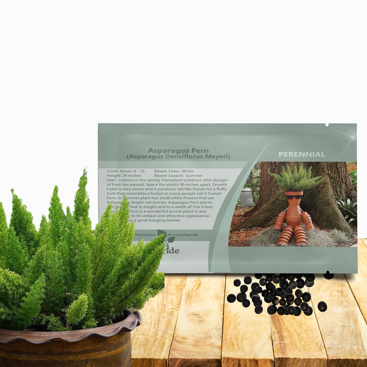 10 Seeds Asparagus Fern Meyeri Seeds – Asparagus Foxtail Flower Seed