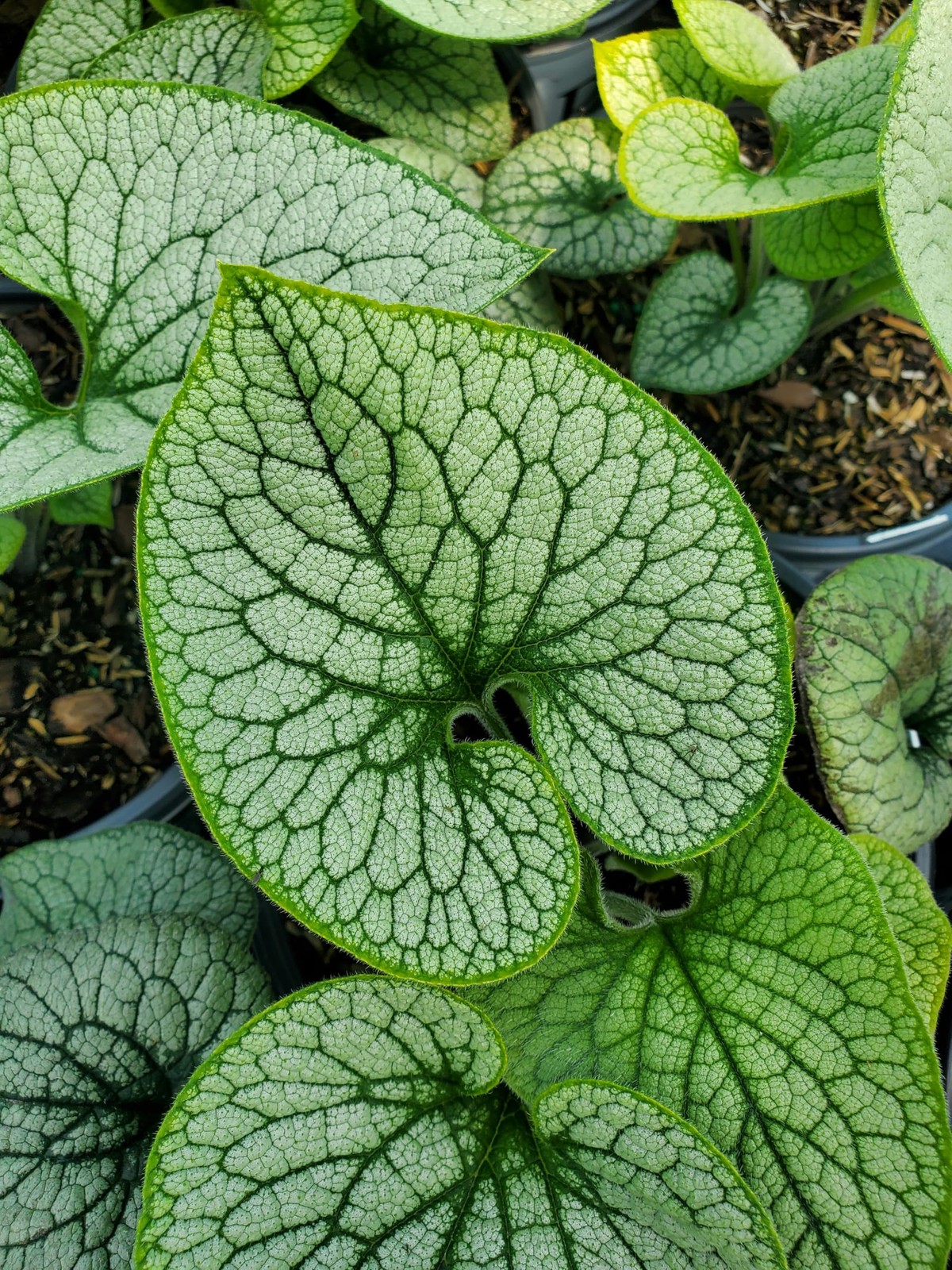Live Plant from – Proven Winners, Brunnera mac. ‘Queen of Hearts’ Heartleaf B…