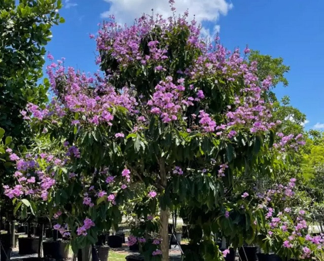 Lagerstroemia Crape Myrtle | speciosa | Giant Crape Myrtle | 10 seeds
