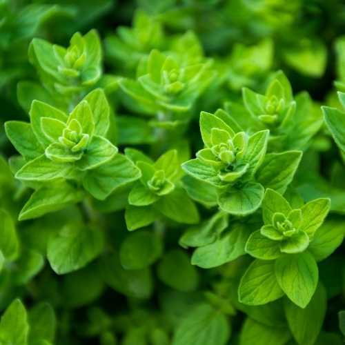 Common Oregano Seeds | Heirloom – Non-GMO | Free Shipping | Herb Seeds | 1290