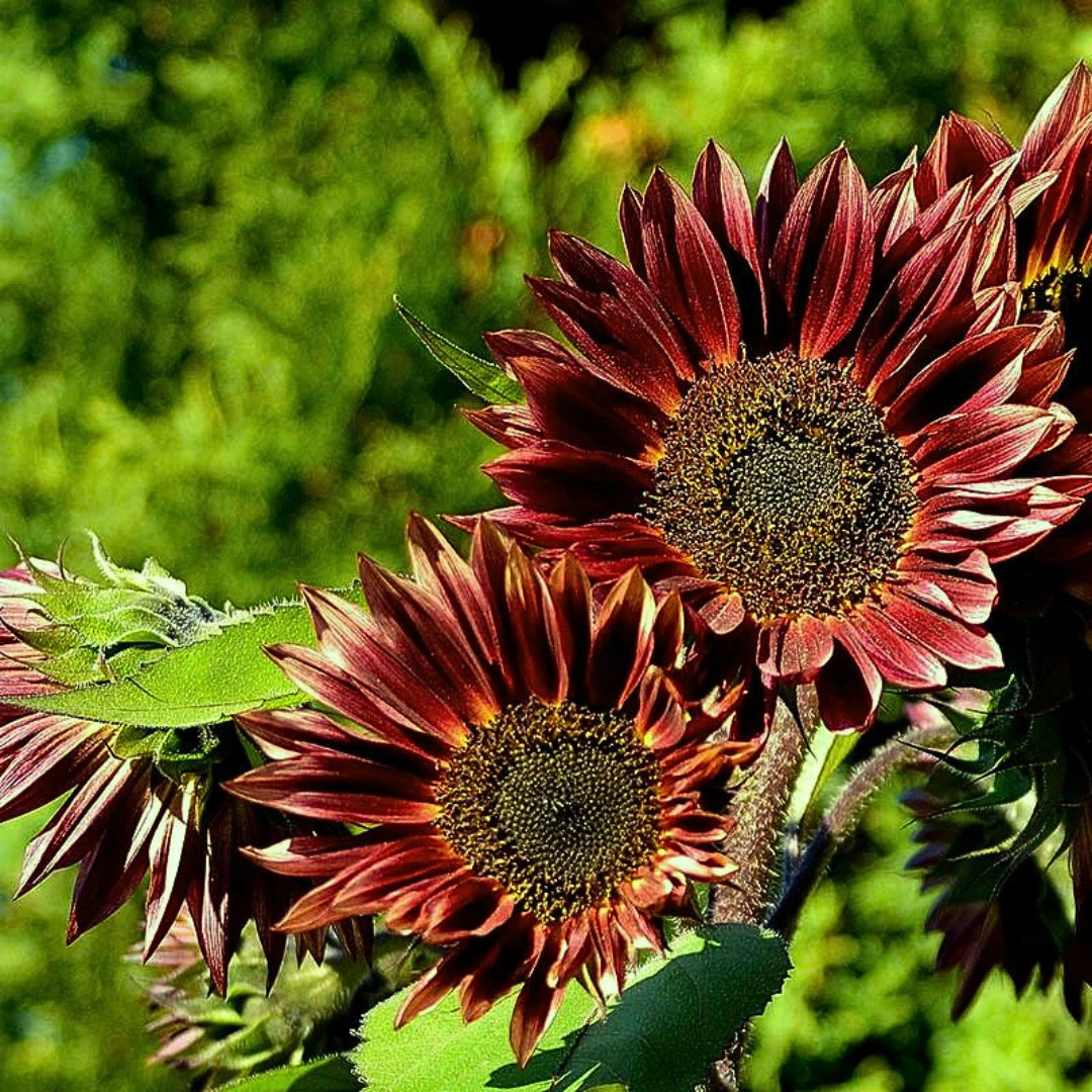 Fresh Premium Red Sun Sunflower Seeds | Heirloom Non-GMO | Flower seeds