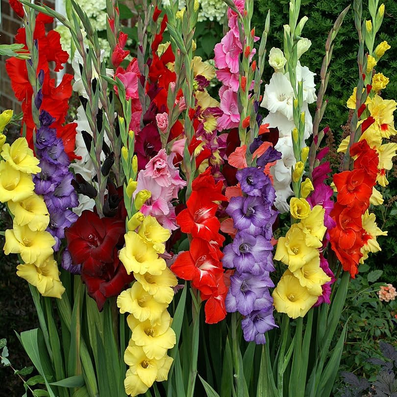 Mixed Gladiolus Flower Bulbs – 50 Bulbs Assorted Colors