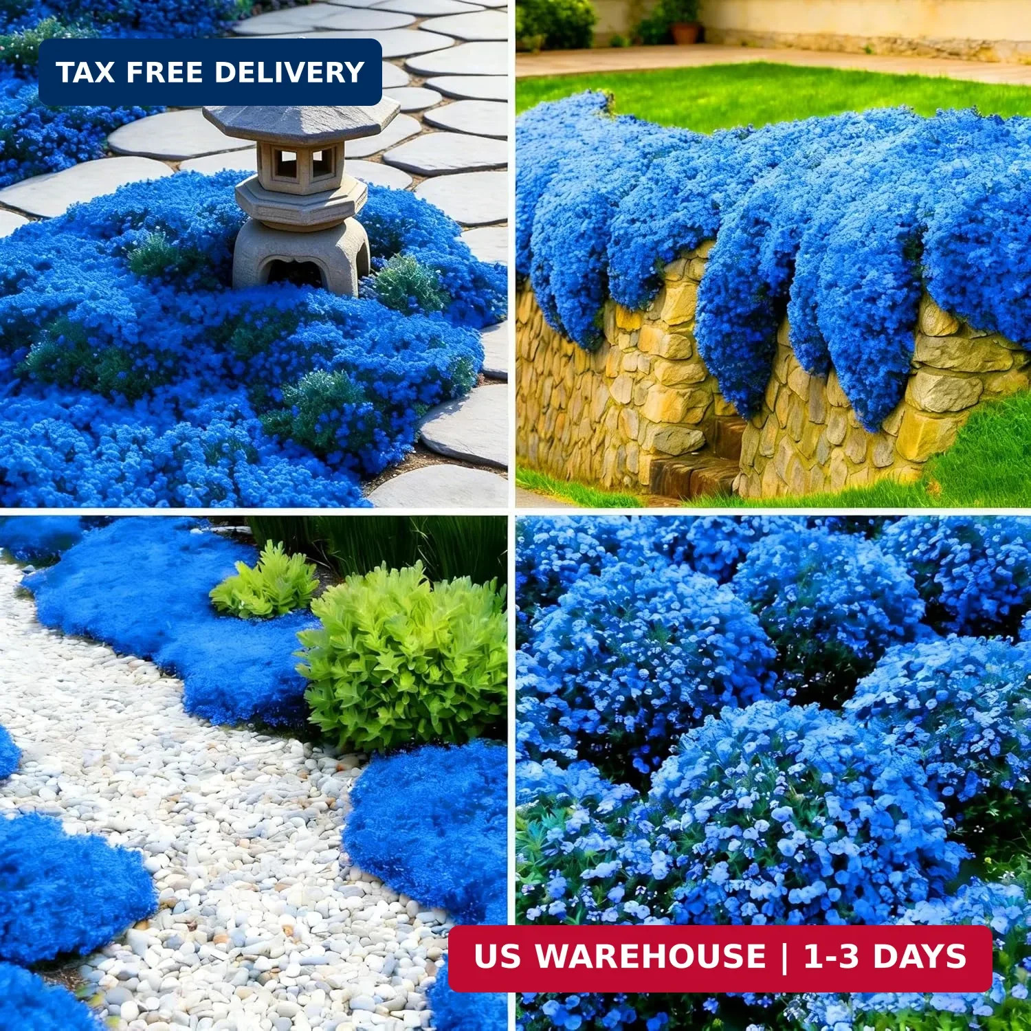 Blue Creeping Thyme Ground Cover Flower Seeds for Planting, 20000+pcs Perennial
