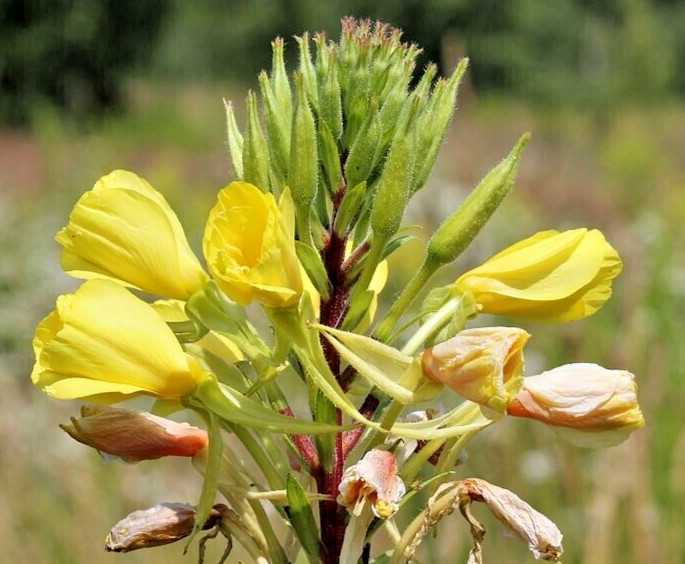 EVENING PRIMROSE 513 SEEDS LARGE YELLOW FLOWERS, OENOTHERA BIENNIS, BULK SEEDS