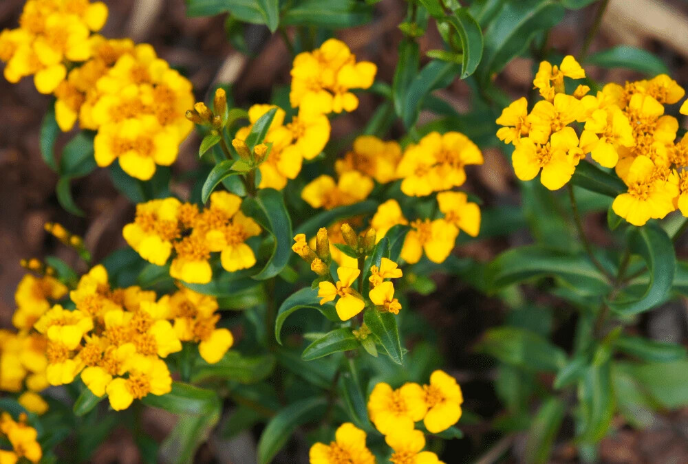25+ Mexican Tarragon (Mint) Marigold Seeds for Garden – USA – FREE SHIPPING!