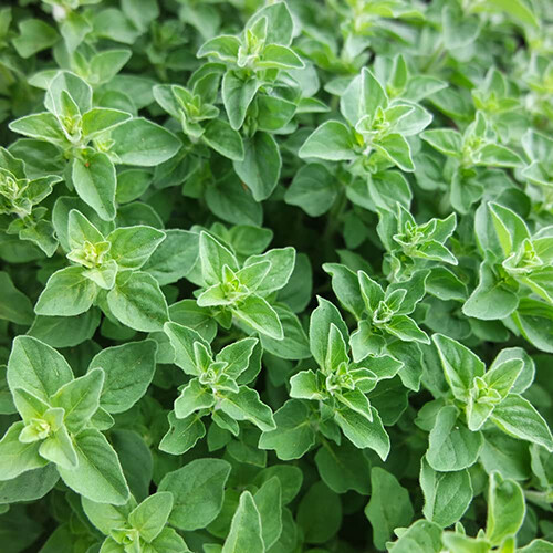 Greek Oregano Seeds | 2,000 Seeds | Heirloom – Non-GMO | Free Shipping | 1142