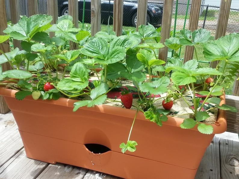 12 Strawberry Plants ” Jewel”-Superb Quality (Pack of 12 Bare Root)Zones: 4-9
