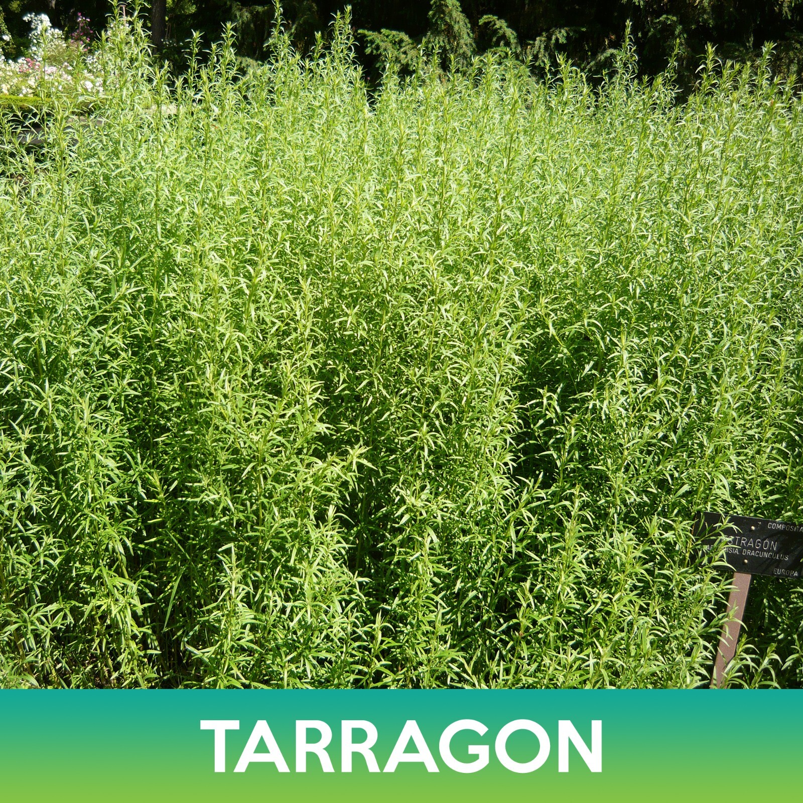 Tarragon Seeds