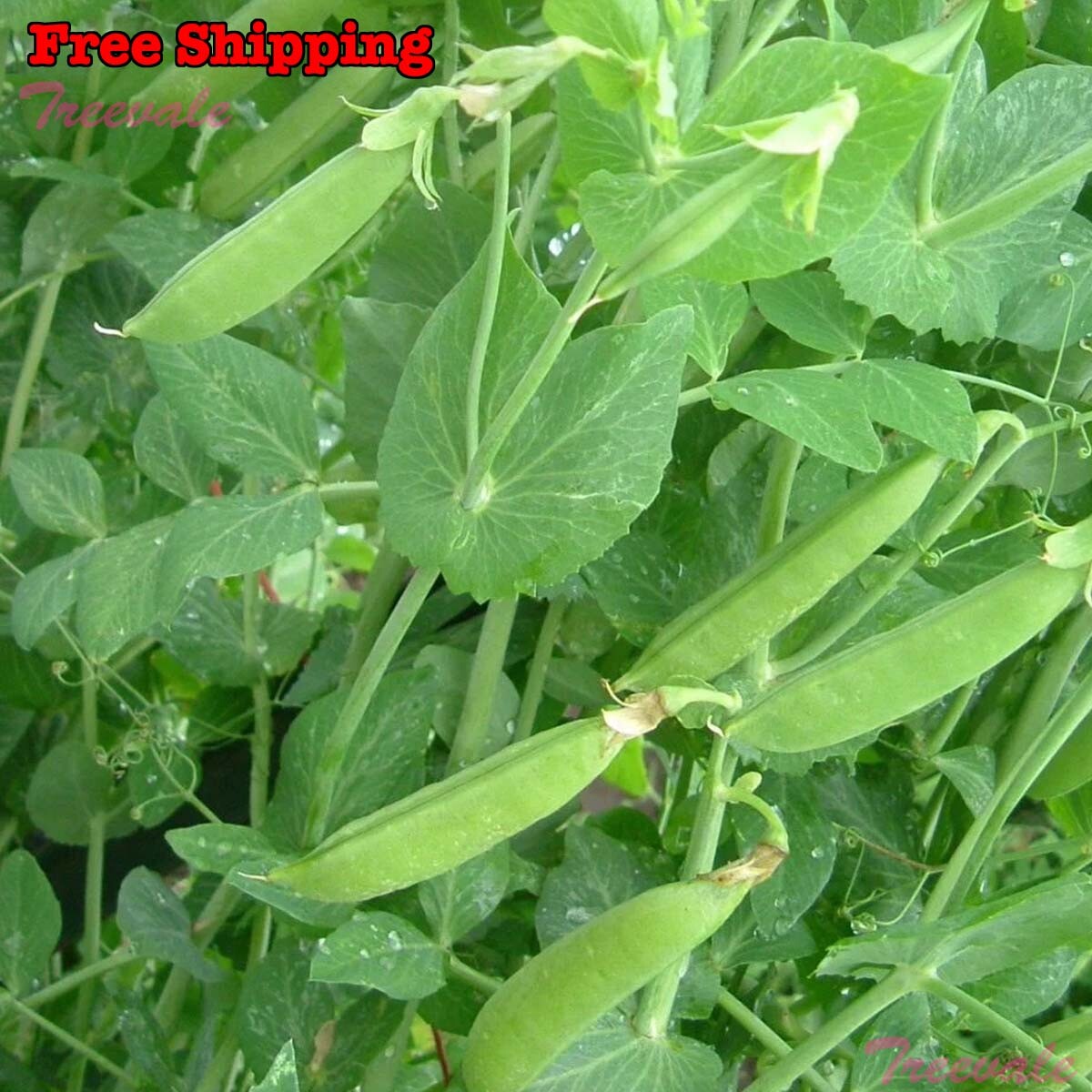 Snap Pea Seeds | Sugar Snap Pea Seeds | NON-GMO