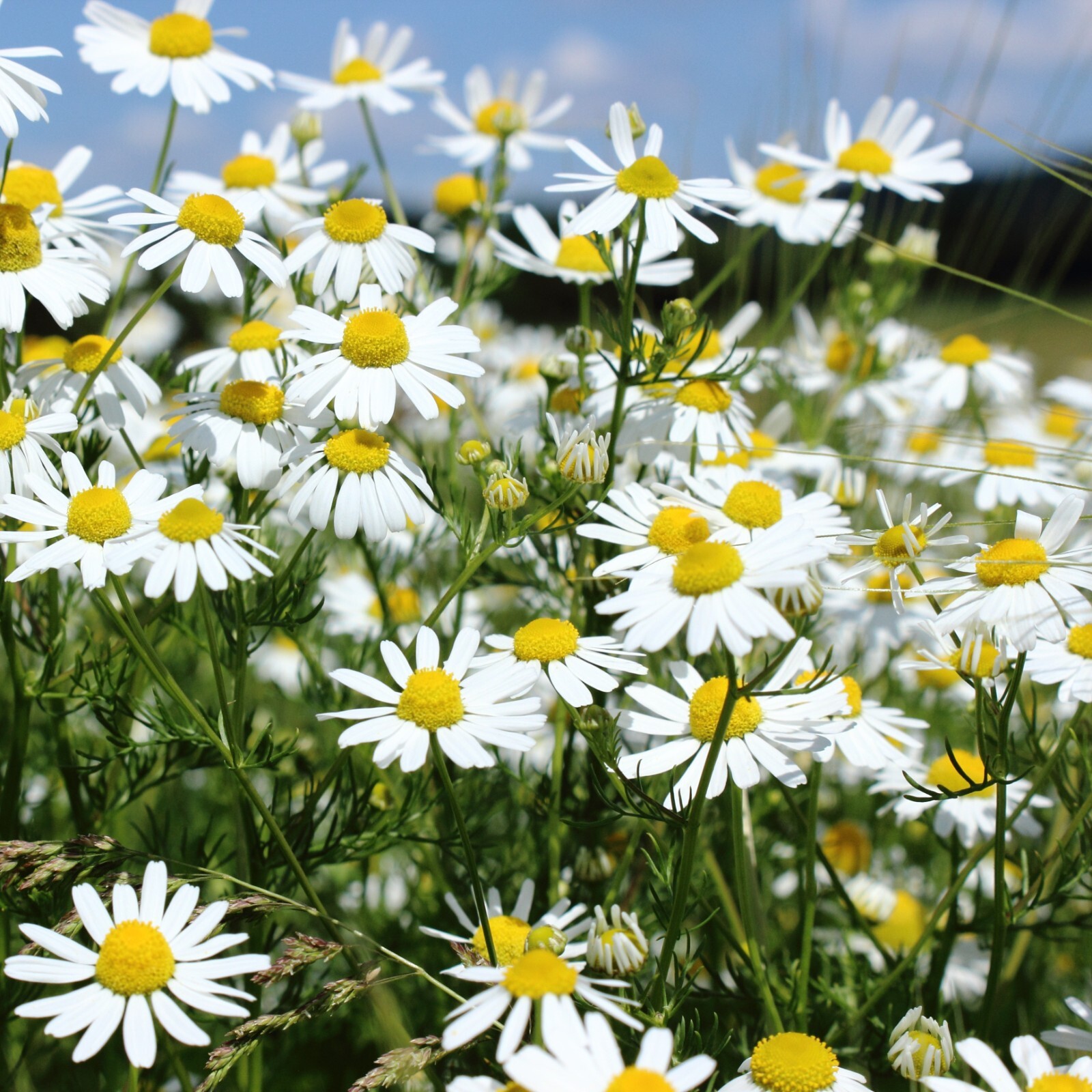 Chamomile Seeds, German Heirloom, Non-GMO, Herbal, Easy to Grow, Free Shipping