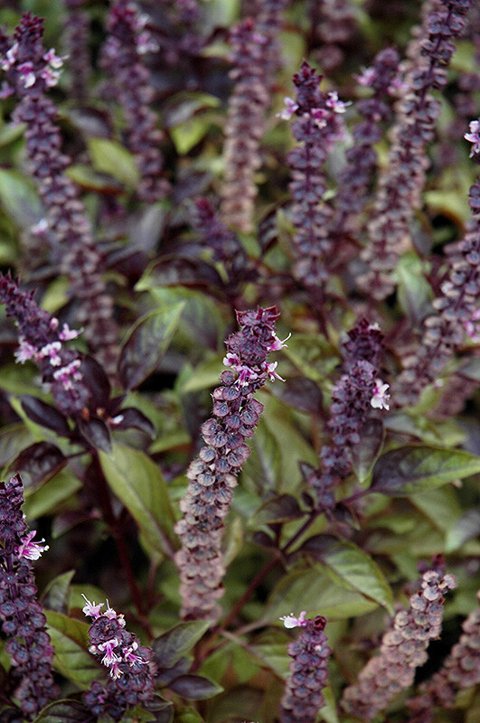 Red Rubin Basil, Dark Opal Improved, NON-GMO, Variety Sizes Sold, FREE SHIP