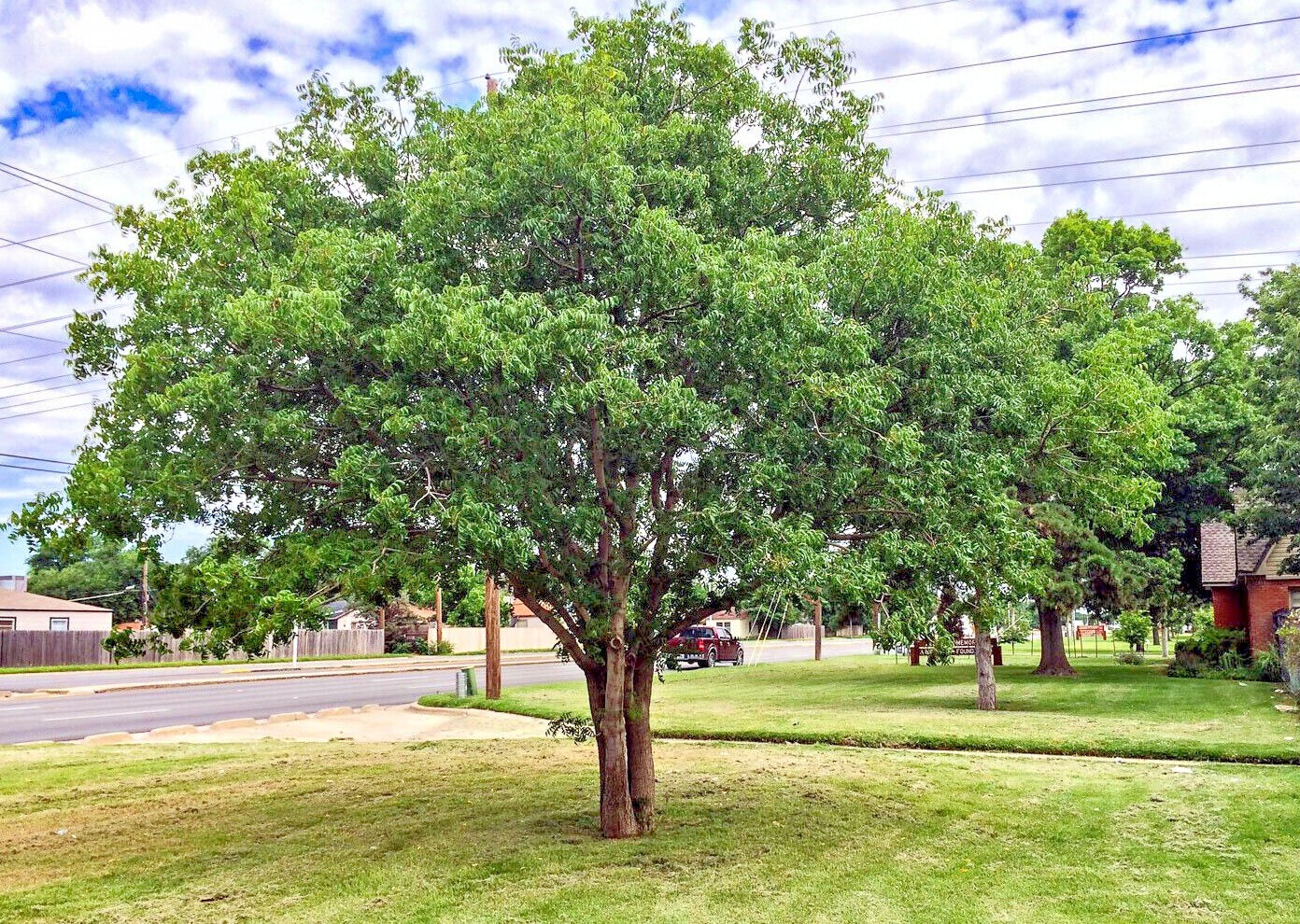 10 Chinese Pistachio Pistache, Pistacia chinensis Tree Seeds Hardy Bonsai Plant