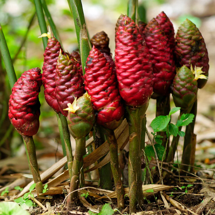 Set 5 Shampoo Ginger Root – Tropical Plant for Natural Hair Care and Ornamental