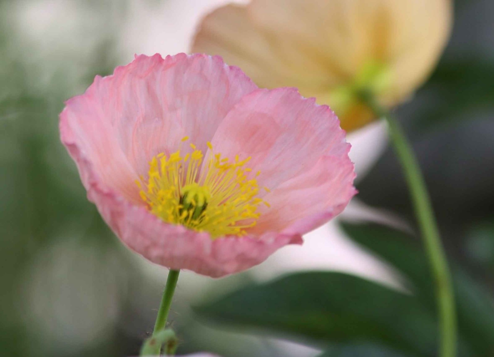 Poppy – Papaver nudicaule – Champagne Bubbles color mix