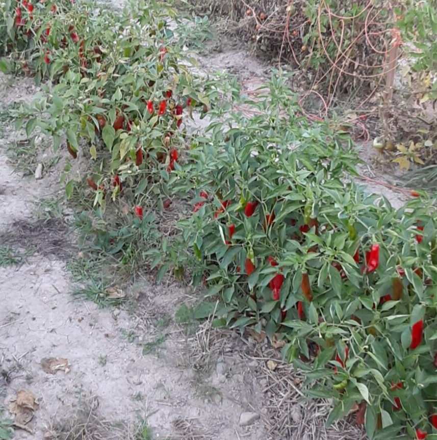 “Motown Magic” Hot Chili Pepper Seeds x30 MIX – Michigan Grown! Organic, Non-GMO