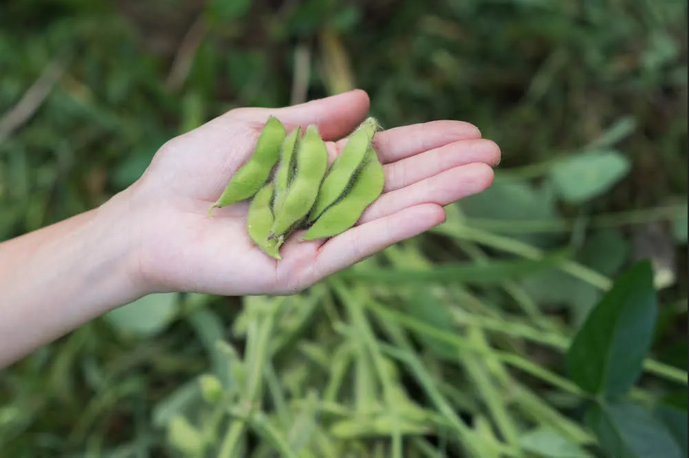 BeSweet Edamame Soy Bean Seeds | USA Non-GMO Vegetable