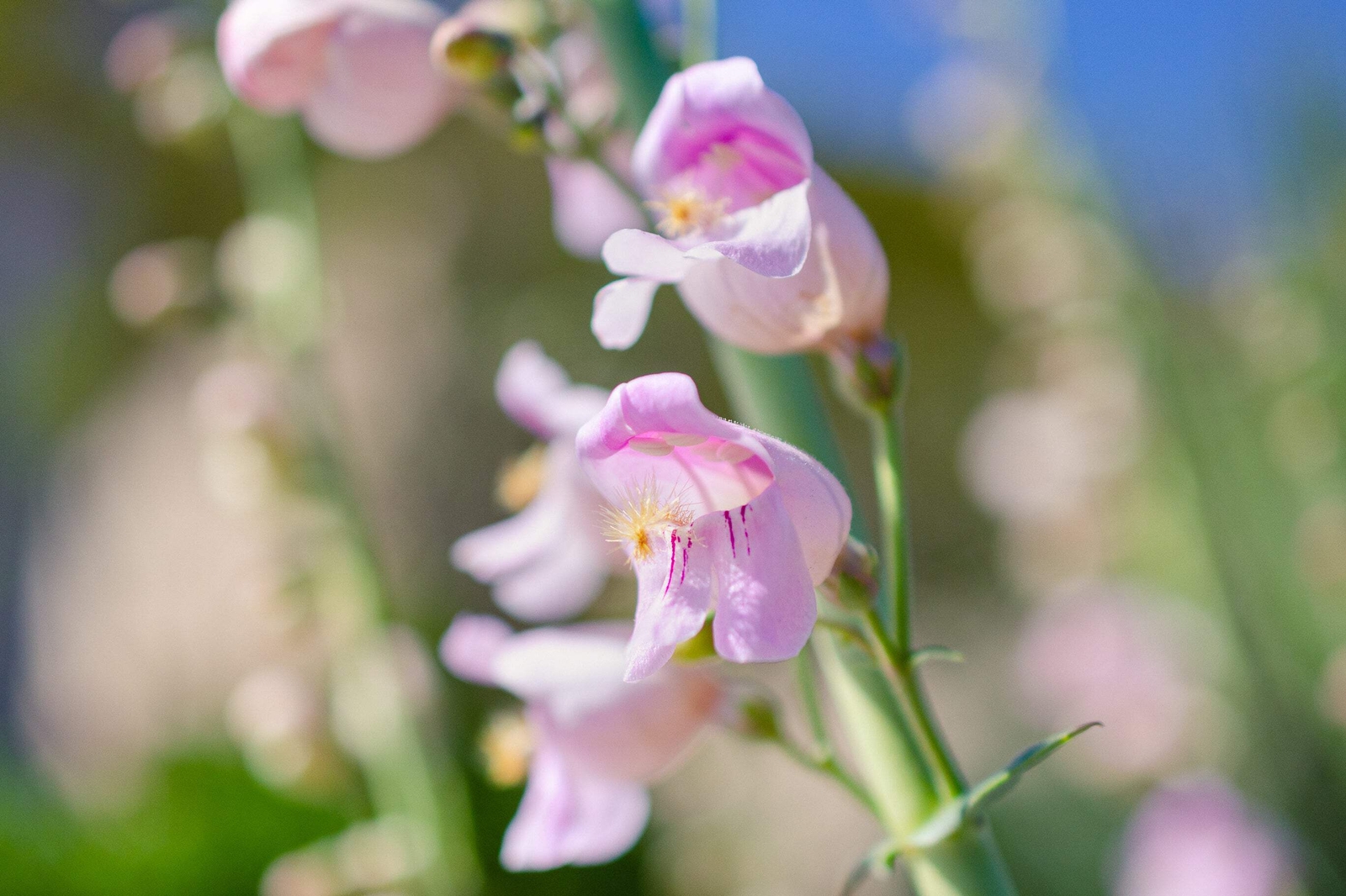 300 PALMERS PENSTEMON (Beardtongue / Balloon Flower) Penstemon Palmeri Flower Se