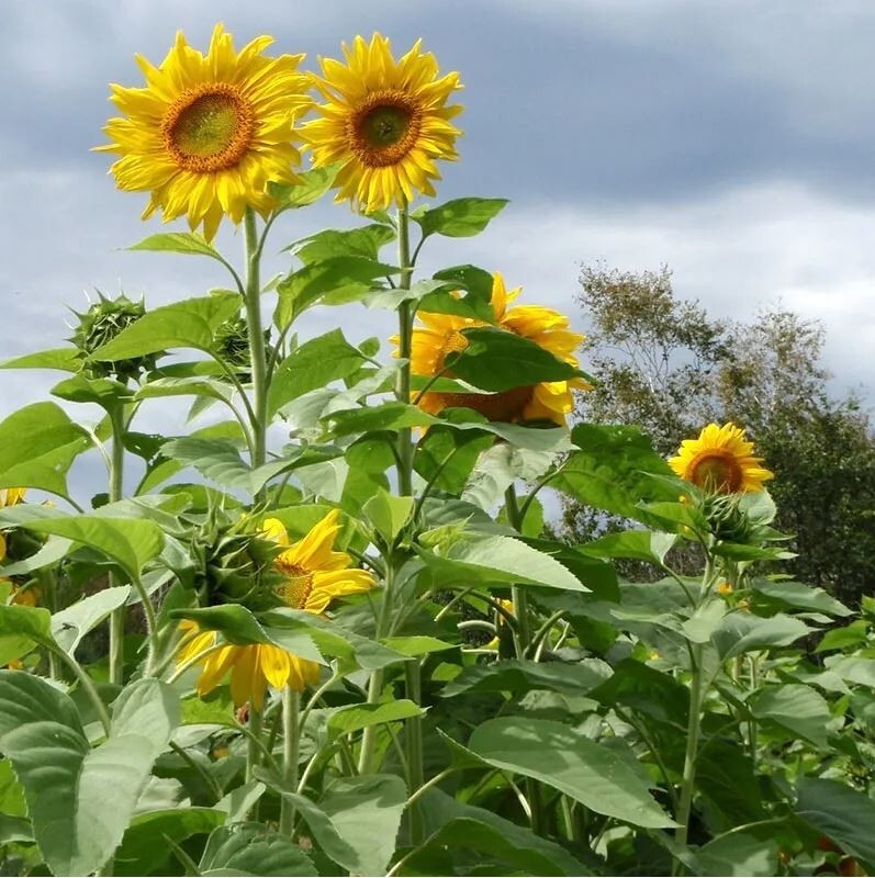 25+Seeds|Mammoth Grey Stripe Sunflowers Seeds #E025