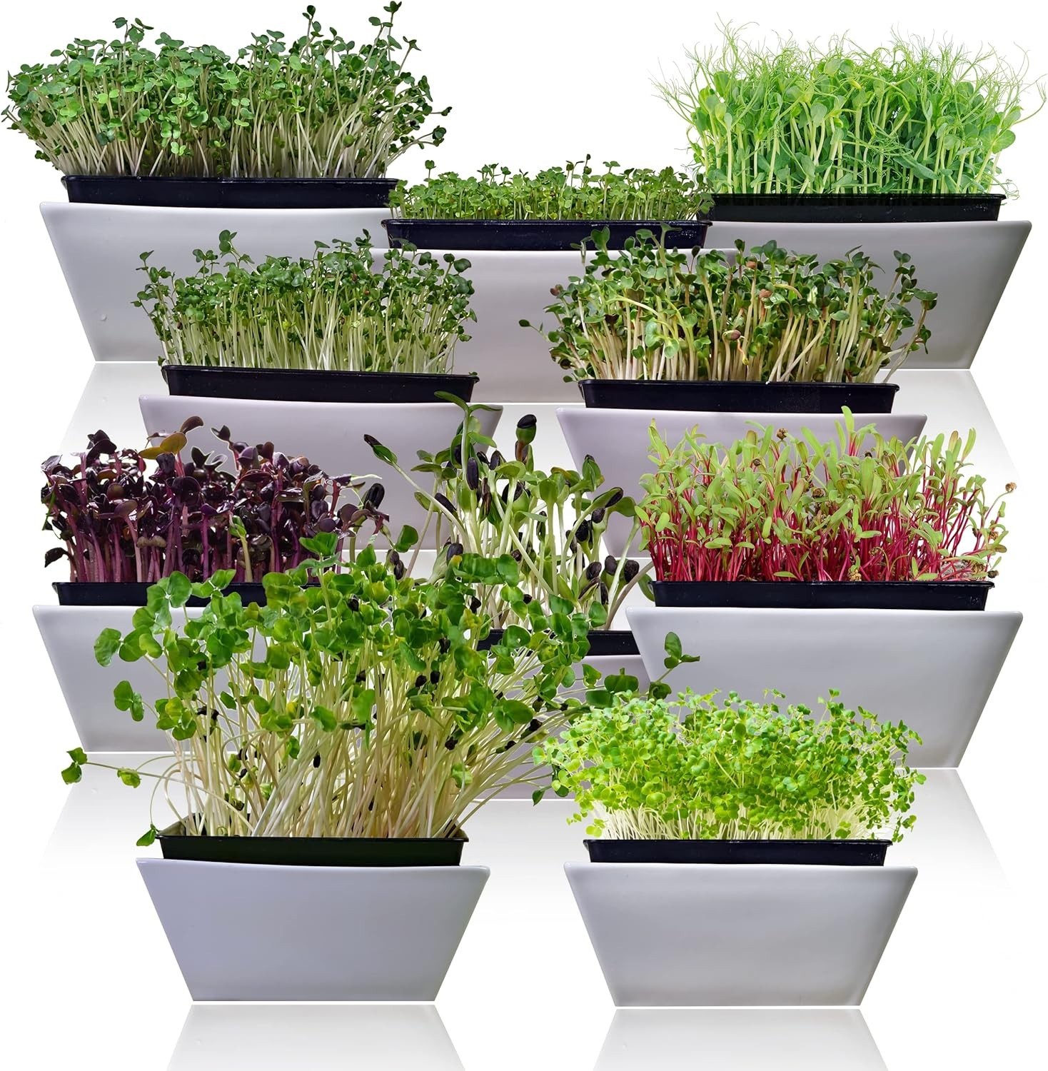 -Round Indoor Microgreens: 10 Varieties of Non-GMO Seeds for Healthy Living