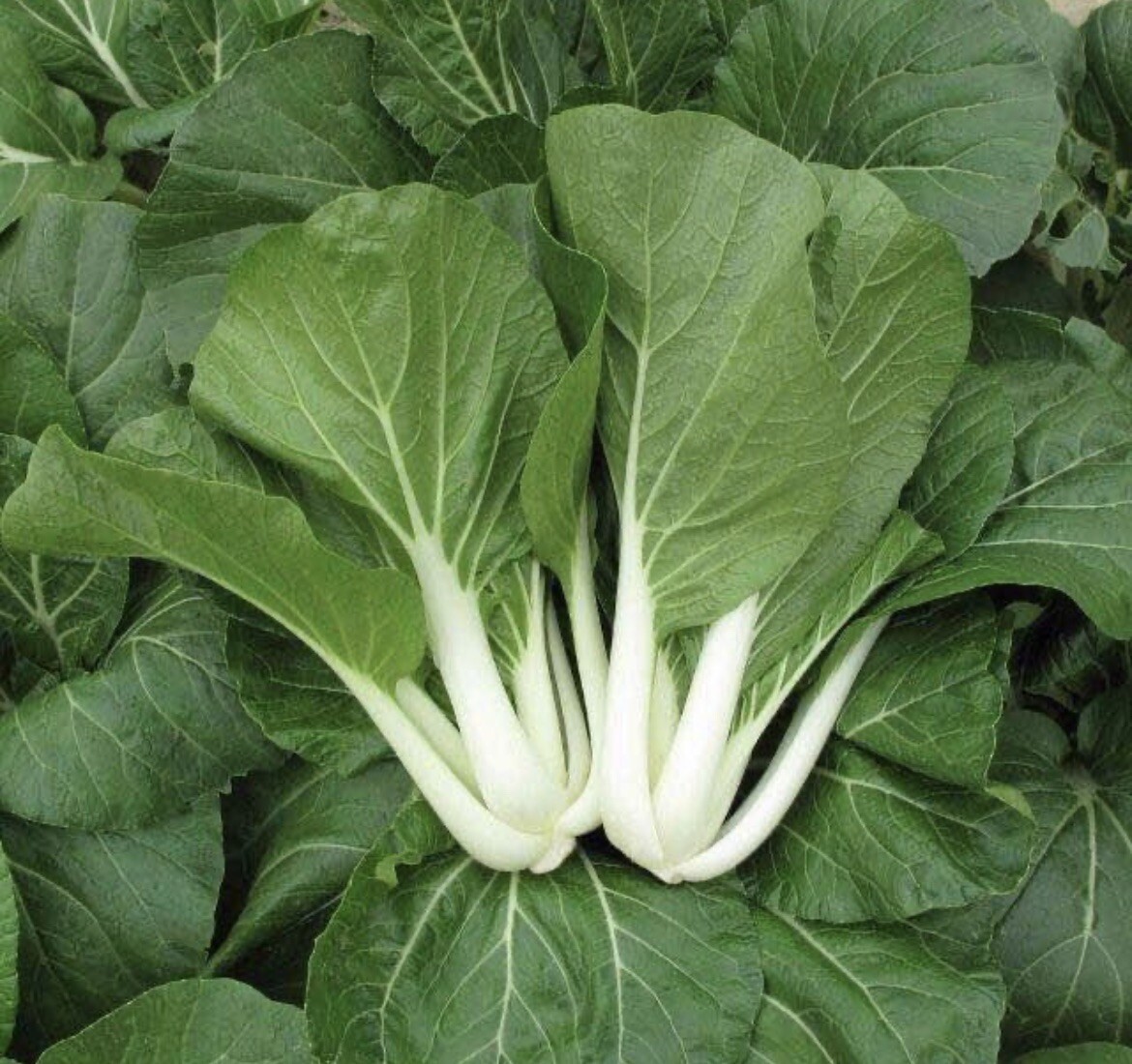 10 packets ASIAN VEGETABLE SEEDS Bundle Non GM0 Heirloom