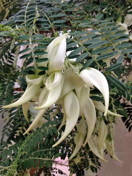 Clianthus puniceus Alba | White Kaka Beak White Heron | Lobster Claw | 5 Seeds