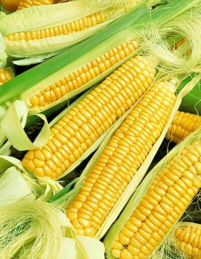 150+ Heirloom Vegetable Seeds 6 Variety Garden Set #5 Emergency Survival NON-GMO