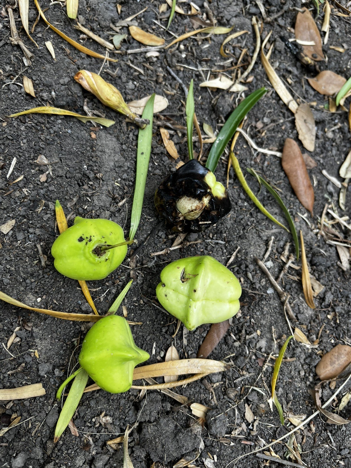 5x seeds – Lucky Nut, Yellow Oleander, Cascabela thevetia
