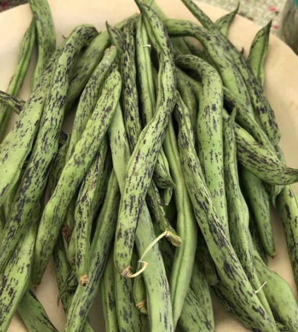 RATTLE SNAKE POLE BEAN SEEDS 1.2oz 100 + SEEDS GREEN BEANS 2024