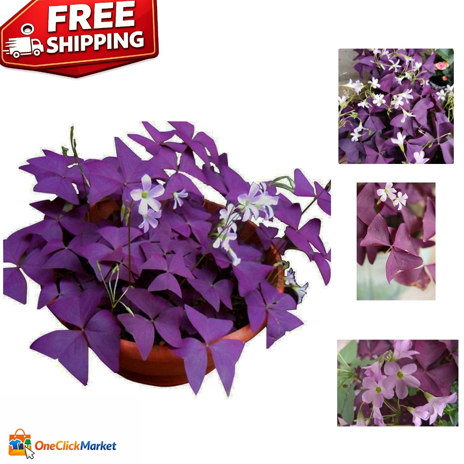 Air Purifying Purple Shamrock Bulbs – 12 Easy-To-Grow Indoor/Outdoor Plants