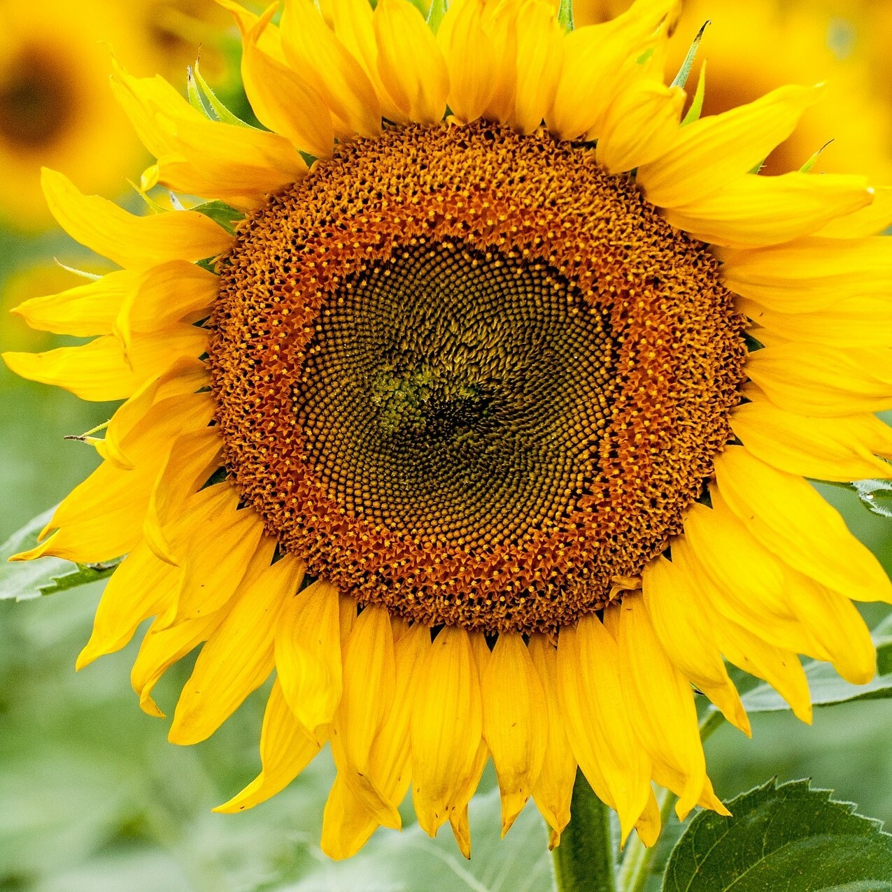 Dwarf Sunspot Sunflower Seeds|Helianthus Short Stuff Yellow Sun Flower Seed 2024