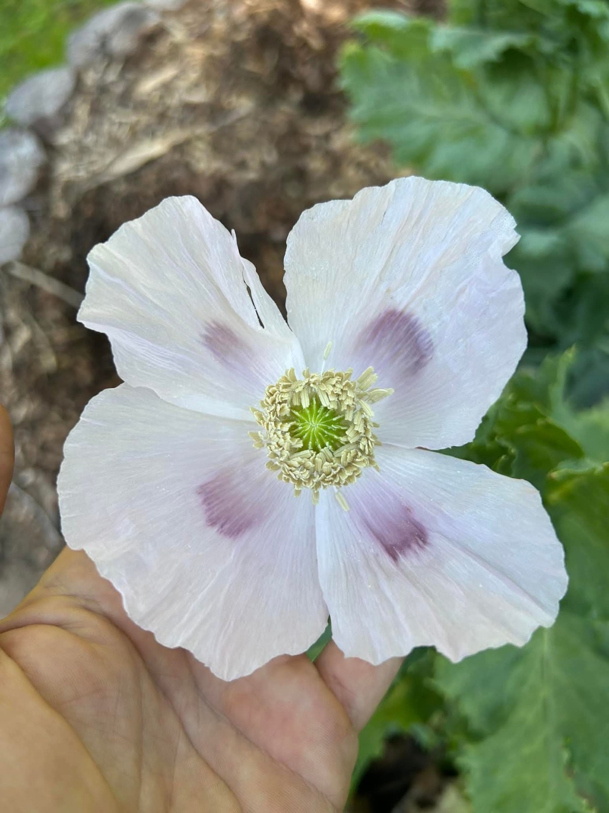 500+ COLD STRATIFIED Poppy Seeds RARE Somniferum blooms DECORATIVE Pods Non-GMO