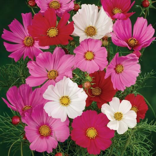 Cosmos DWARF SENSATION Mix Red, Pink, White Spring Pollinators Non-GMO 100 Seeds